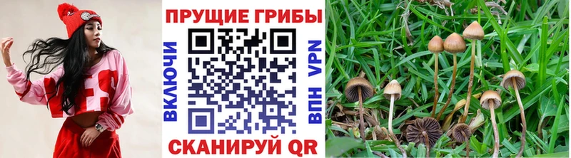 Купить где  Лениногорск  Псилоцибиновые грибы GOLDEN TEACHER 